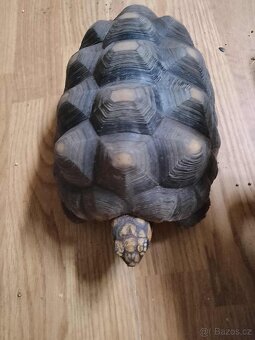 želva - 5