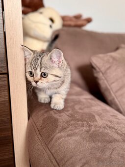 Skotská klapouchá kočka, scottish straight s PP - 5