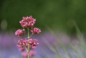 ►Fujifilm Fujinon XF 55-200mm f3.5-4.8 R LM OIS - jako nový◄ - 5