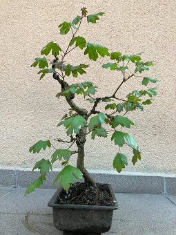 Bonsai, Bonsaj, jamadori, javor babyka - 5