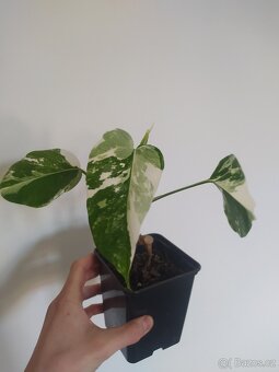 Monstera Albo Variegata - 5