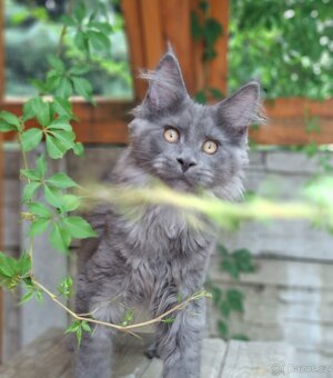 Maine coon, mainska myvalia s PP - 5