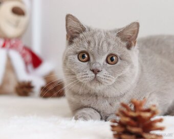 Britská koťátka s PP - 5