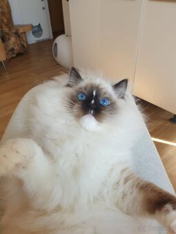 Ragdoll kocourek s PP - 5