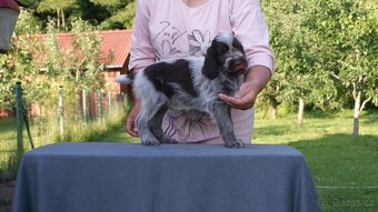 Český fousek - 5