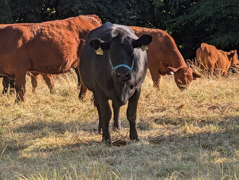 Prodám jalovici 75% Aberdeen Angus - 5