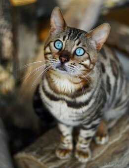 Bengálská hnědá kočička s PP - 5