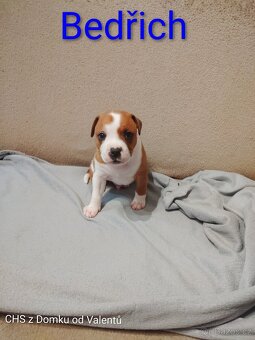 Štěňátka stafordšírský bulteriér s PP - 5