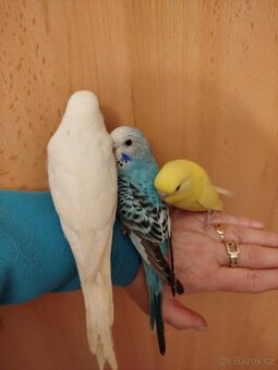 Prodám mladé andulky po vylétnutí z budky - 5