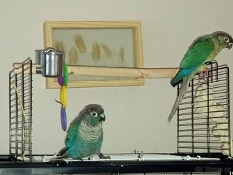 Pyrura zelenolící + klece - 5