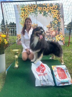 Austrálsky ovčák/krytie/ - 5