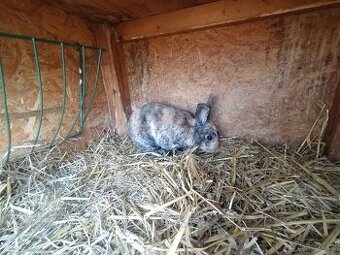 Zakrslí králíčci - 5