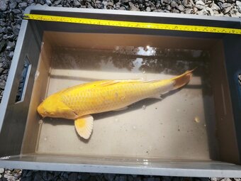 KOI kapr cca 50cm - 5