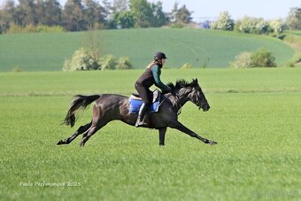 Prodám A1/1 - 5
