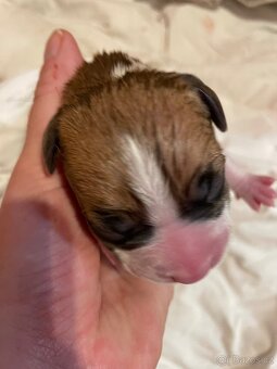 🐾 Americký stafordširský teriér – štěňátka s PP k rezervaci - 5