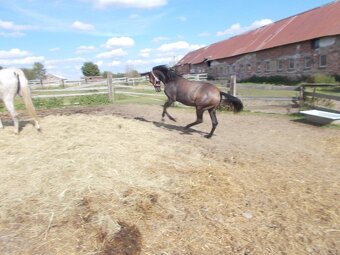 Prodám roční klisnu - 5