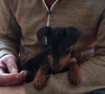 Trpasličí pinč - 5