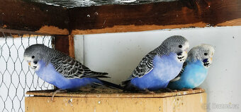 Andulka vlnkovaná 2025 po výstavních rodičích - 5