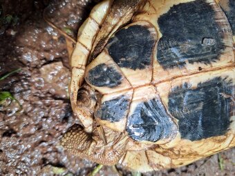 Dva páry Testudo Hermanni Hermanni - 5