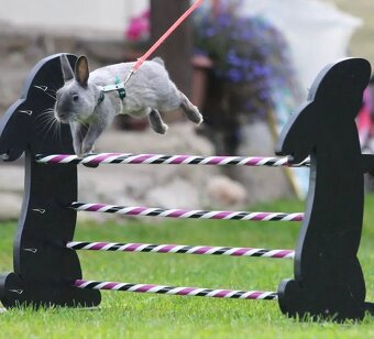 zakrslý králik - 5