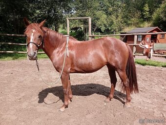 Kobylka Quarter horse kvh 148cm - 5