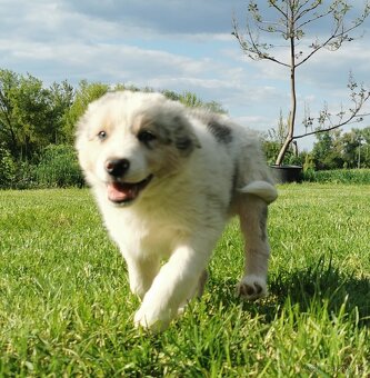 Border kolie , Collie , kolia - 5