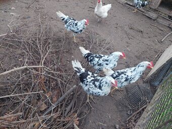 Vlaška exchequer, leghorn a bregovská dzinka - 5