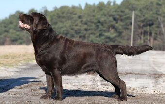 Prodám štěňátka Labradora s pp - 5