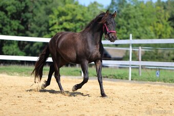 Z jara 3 letý valach Barock pinto - Frís - 5