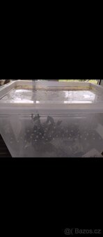 Strašilky Pakobylky rohaté - 5