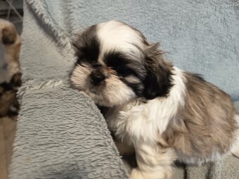 Štěňata shih-tzu - 5