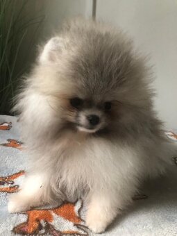 Pomeranian s p.p - 5