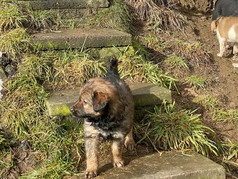 Štěně Border kolie/Malinsky ovčák odběr od 27.2 - 5