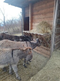 Osel,Oslice a Oslátko - 5