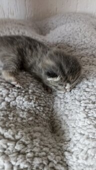 Britská  kočička whiskas s PP - 5