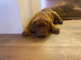 Bordeauxska doga s PP - 5