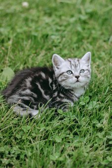 Britská koťata- whiskas - 5