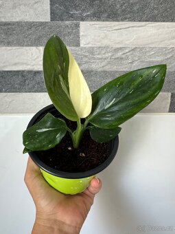 Monstera standleyana,,COBRA'' - 5