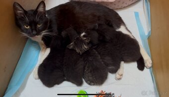 Darujeme koťátka - Tři bratři 🐈 (i jednotlivě) - 5