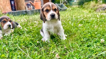 Štěně bígla Praha / bigl, bígl, beagle štěňata - 5
