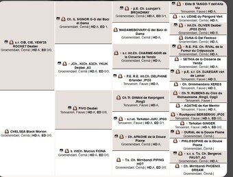Belgický ovčák groenendael s PP - 5