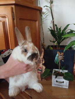 Zakrslý králíček beránek - 5