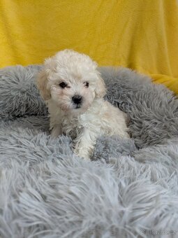 Pudl trpasličí-fenka - 5