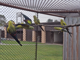 Papoušek horský - letošní - 5