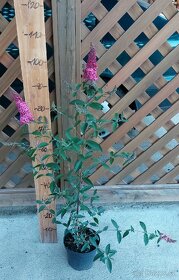 Motýlí keř - Komule Davidova - 5