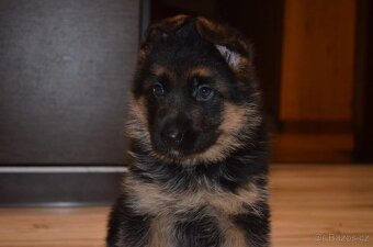 Nemecky ovcak kratkosrsty - 5