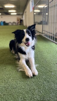 Border kolie s PP, štěně - 5