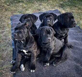 Cane corso šteniatka s rodokmeňom - 5
