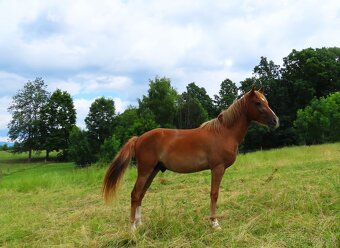 Dvouletý valach pony - 5