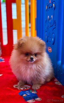 Mini Pomeranian s PP - 5